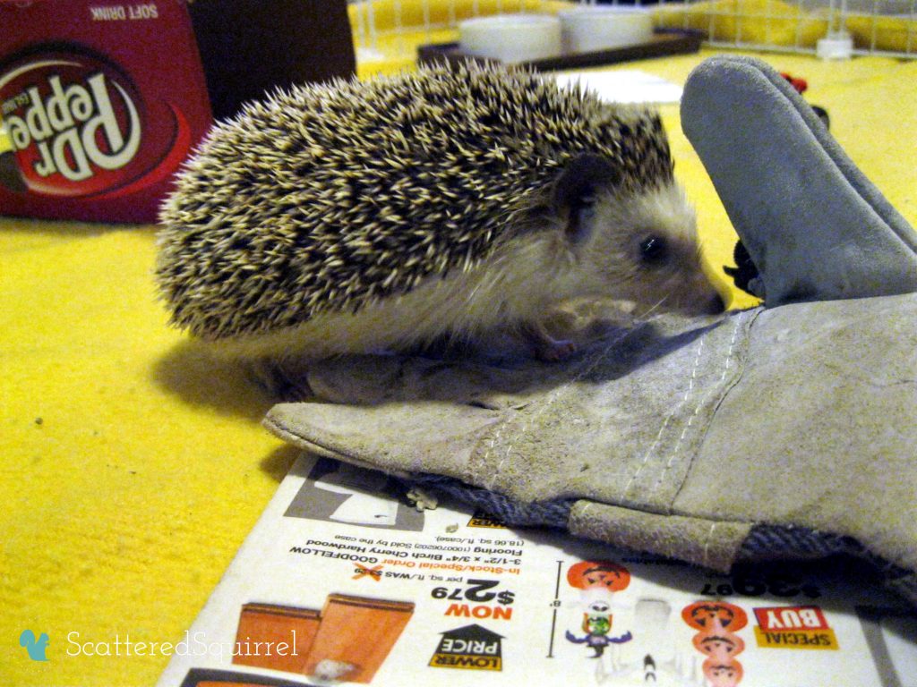Our little hedgie checking out his play pen. | ScatteredSquirrel.com