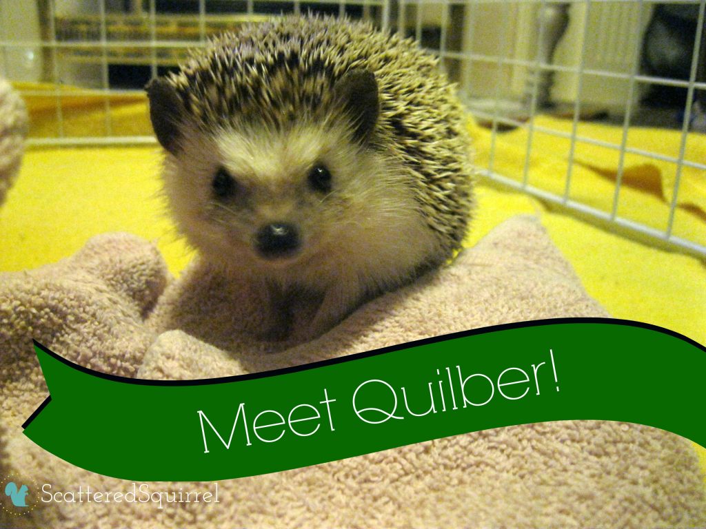 Meet our newest addition, from ScatteredSquirrel.com