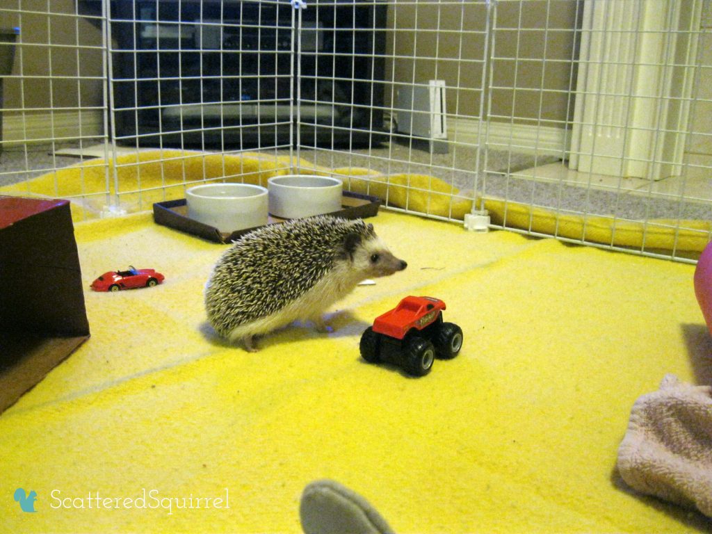 Having fun hanging out in the play pen. | ScatteredSquirrel.com