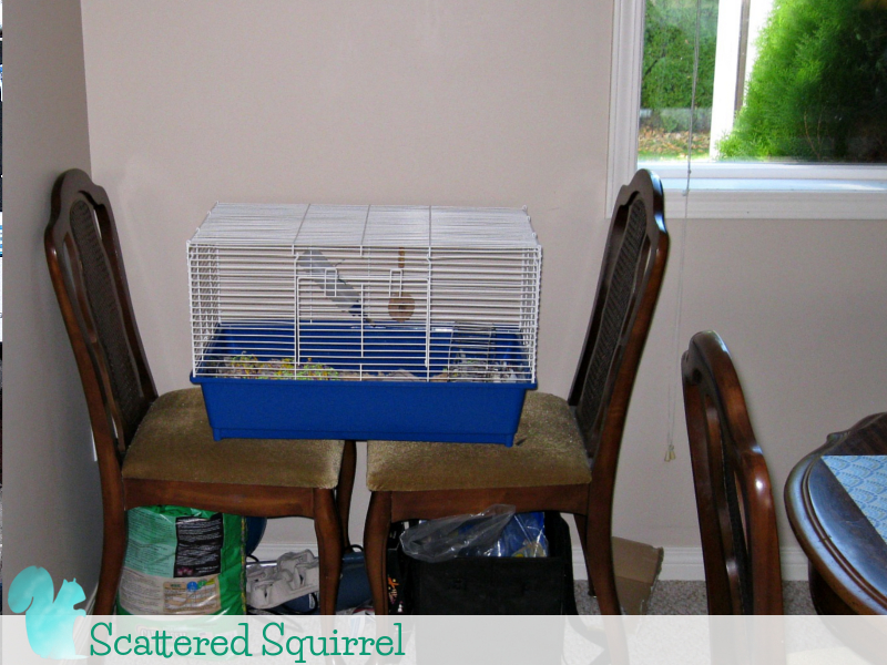 Herbit the Hamster's corner. It looks like it still needs some organization, however he will shortly be relocating to a new room in the house, so I didn't spend much time on this corner.