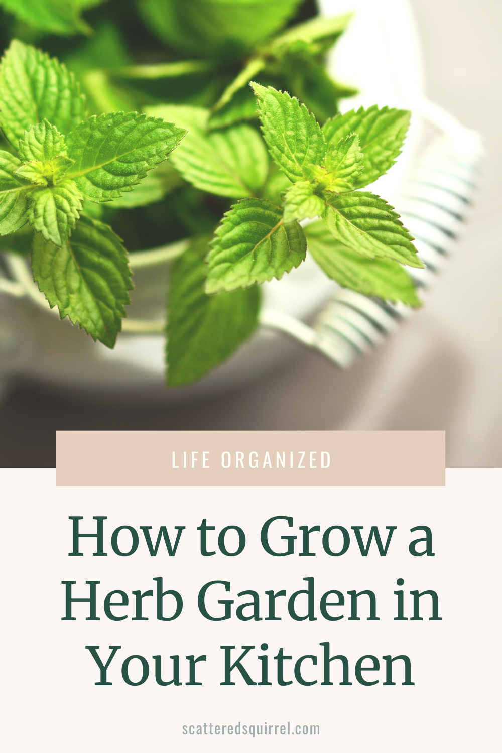 Title Image - Shows mint growing in a pot. The text says: How to Grow an Herb Garden in Your Kitchen.