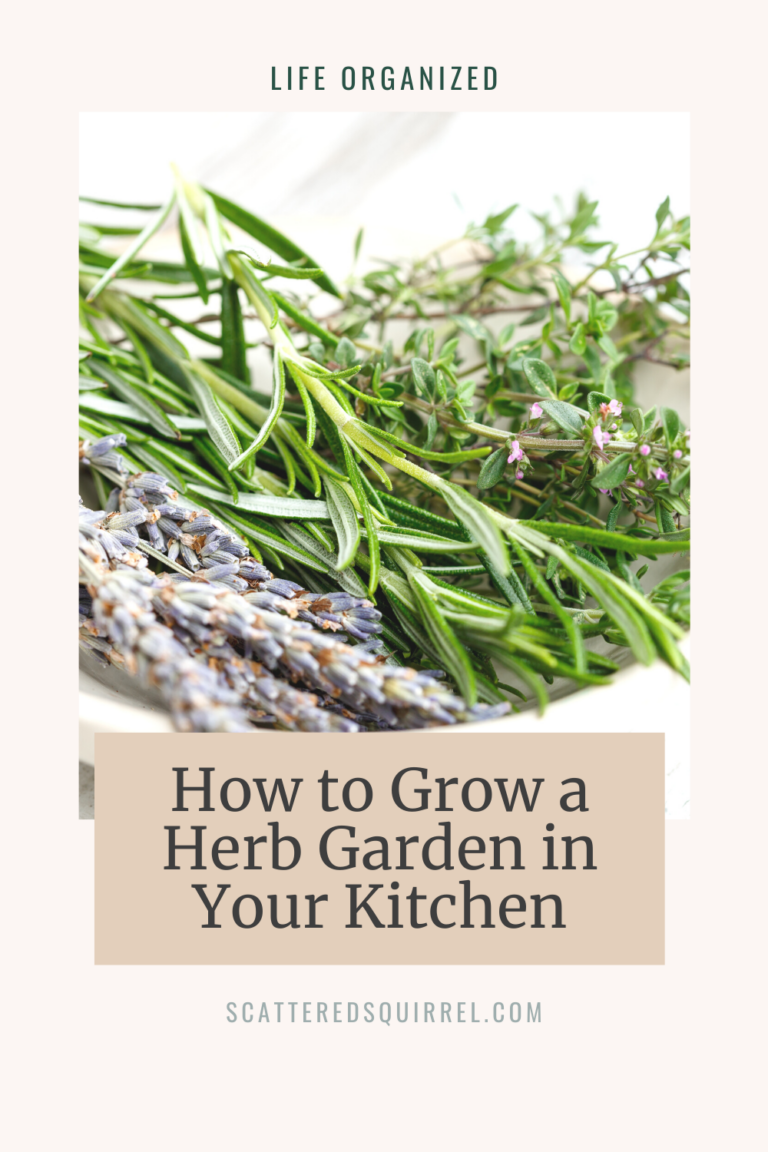 How to Grow a Herb Garden in Your Kitchen - Scattered Squirrel
