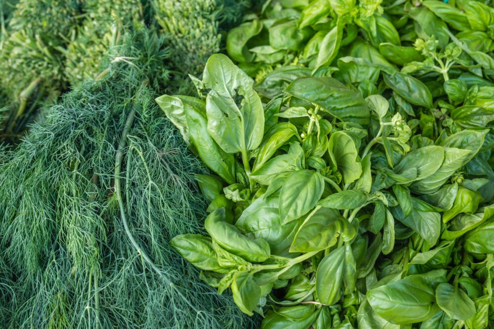 The image shows a bunch of dill on the left and basil on the right, they're both green and vibrant.