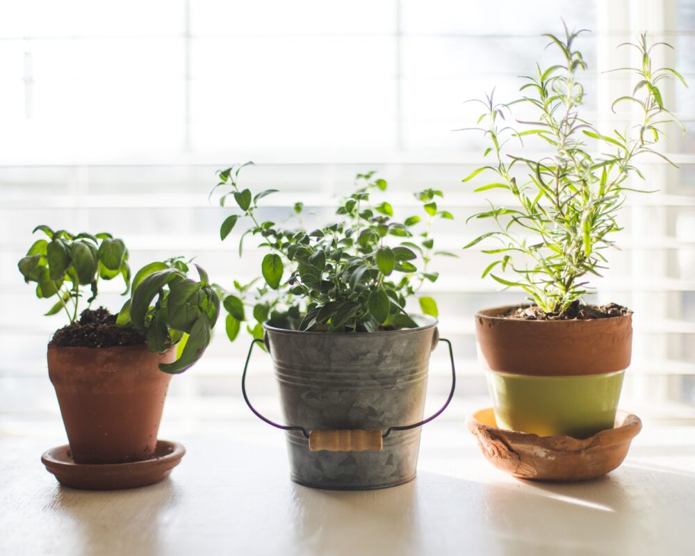 Three potted plants in a row on a sunny counter. Ther first is in a small terracotta pot, the second in a galvanized bucket and the third is in a terra cotta pot with yellow paint on the main part of the pot.